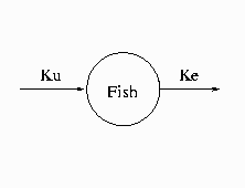 One-Compartment Constant Infusion Model